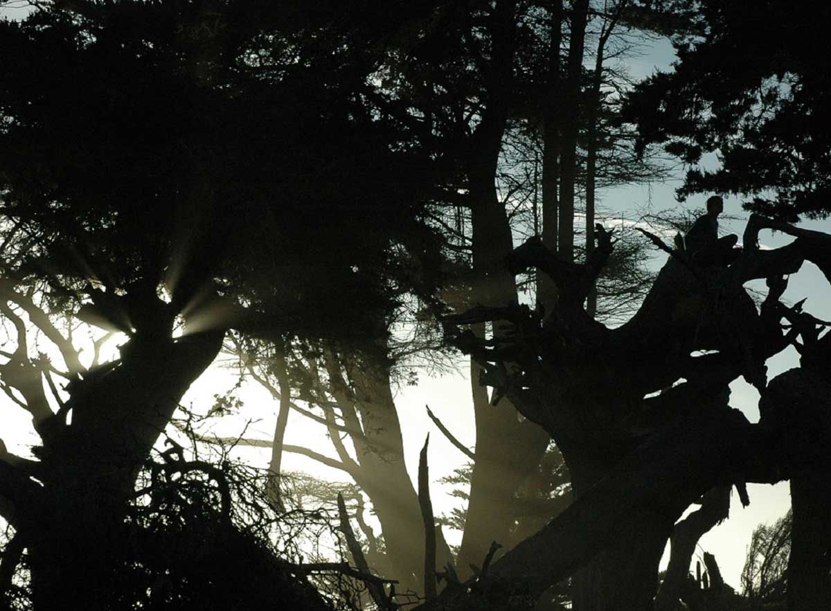 Silhouettes in dark forest